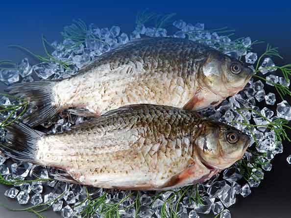 淡水魚(yú)檢測(cè)