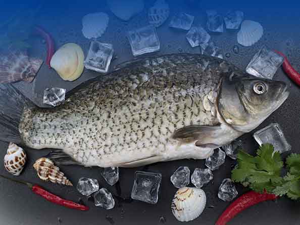 海水魚(yú)檢測(cè)