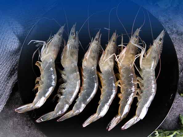 海水蝦檢測(cè)